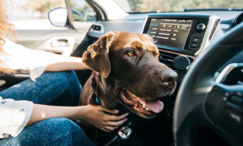 A chocolate lab sitting in a car with their owner on a sunny day.