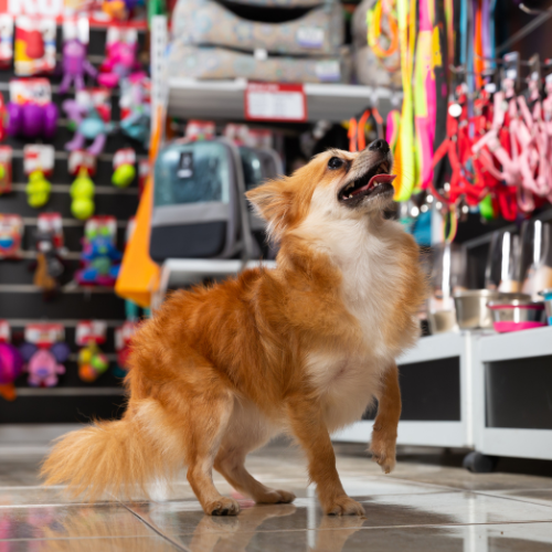 Small dog in a pet store with colorful products in the background