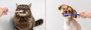 Side-by-side images of a fluffy cat and a small dog being gently brushed with toothbrushes, promoting pet dental care.