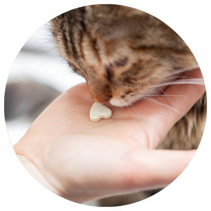 Pet Healthcare ProductsCat taking a vitamin