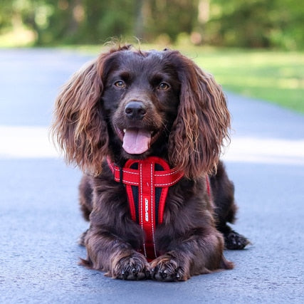 EzyDog CHEST PLATE™ DOG HARNESS