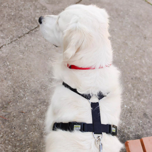 Coastal Pet Walk Right! Front-Connect No-Pull Padded Dog Harness