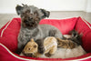 Fluff & Tuff Peanut Chipmunk Dog Toy