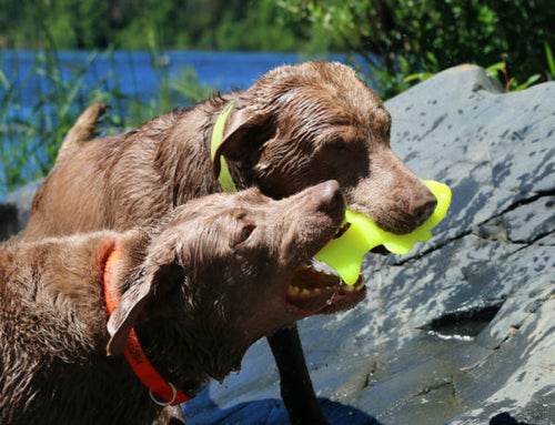 Ruff Dawg Flying Fish/Minnow Rubber Retrieving Dog Toy (Assorted Colors)